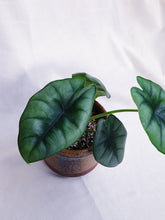 Load image into Gallery viewer, ALOCASIA REVERSA HANNAH

