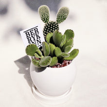 Load image into Gallery viewer, Cactus &amp; Succulent Arrangement
