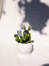 Load image into Gallery viewer, Cactus &amp; Succulent Arrangement
