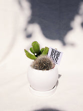 Load image into Gallery viewer, Cactus &amp; Succulent Arrangement
