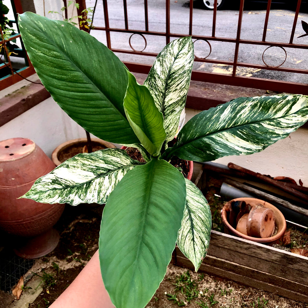 SPATHIPHYLLUM VARIEGATED