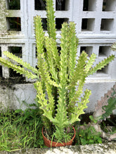 Load image into Gallery viewer, EUPHOPRBIA TRIGONA
