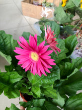 Load image into Gallery viewer, GERBERA DAISY
