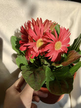 Load image into Gallery viewer, GERBERA DAISY
