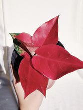 Load image into Gallery viewer, AGLAONEMA RED
