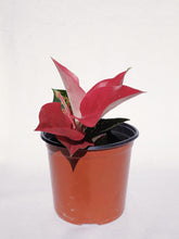 Load image into Gallery viewer, AGLAONEMA RED
