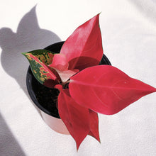 Load image into Gallery viewer, AGLAONEMA RED
