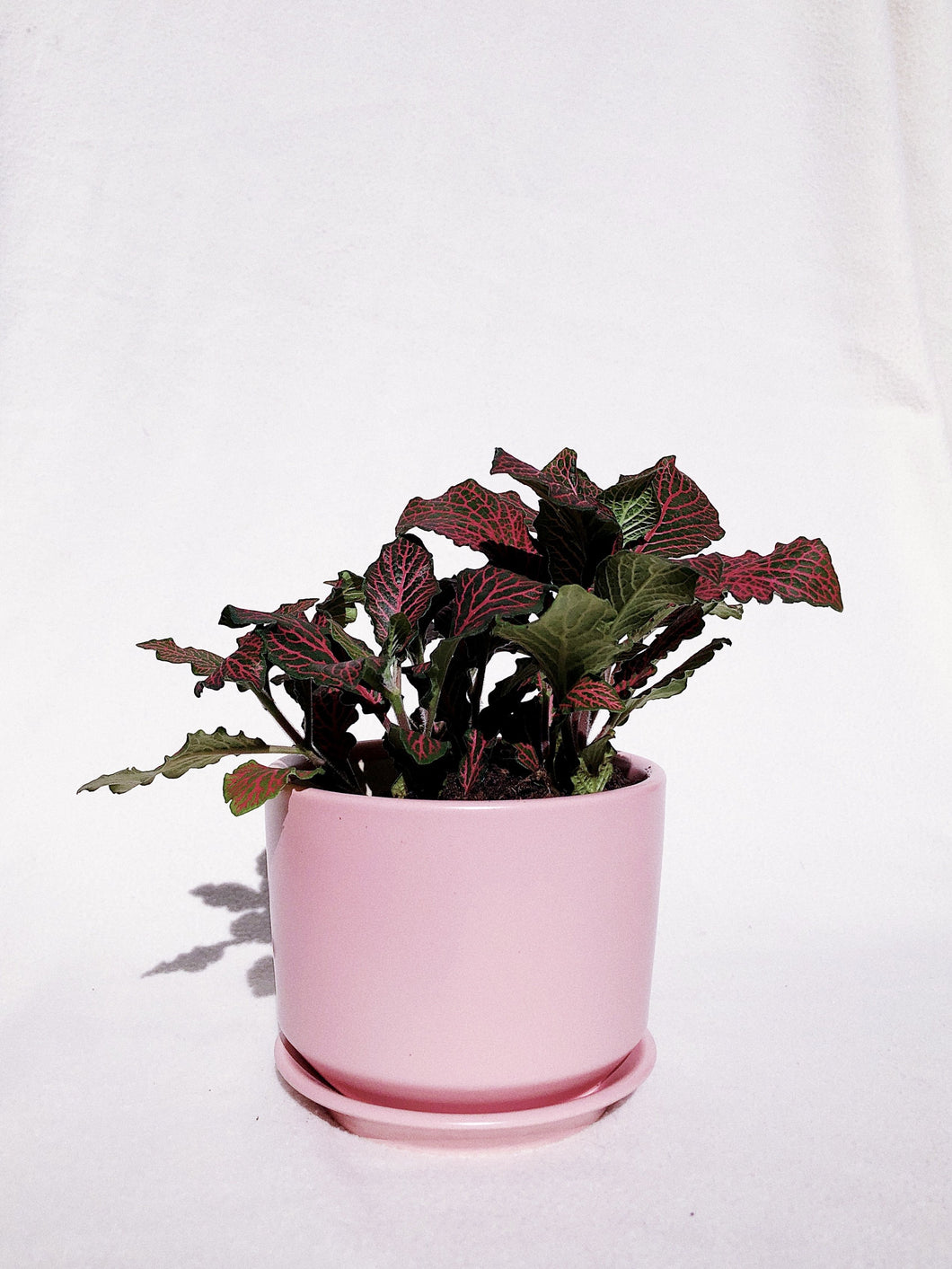 FITTONIA IN PASTEL