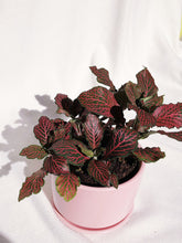 Load image into Gallery viewer, FITTONIA IN PASTEL
