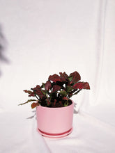 Load image into Gallery viewer, FITTONIA IN PASTEL
