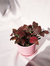 Load image into Gallery viewer, FITTONIA IN PASTEL
