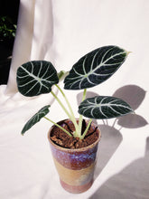 Load image into Gallery viewer, ALOCASIA BLACK VELVET IN KEMBOJA
