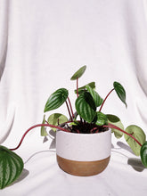 Load image into Gallery viewer, PEPEROMIA WATERMELON IN VYOLETTE

