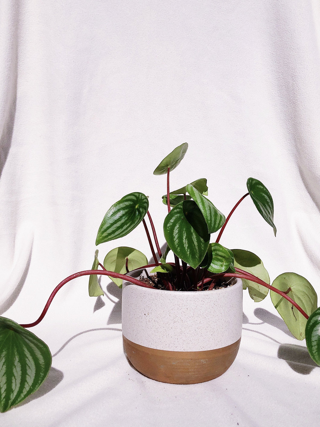 PEPEROMIA WATERMELON IN VYOLETTE