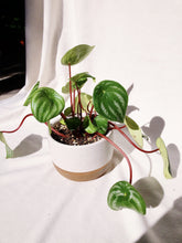 Load image into Gallery viewer, PEPEROMIA WATERMELON IN VYOLETTE

