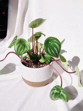 Load image into Gallery viewer, PEPEROMIA WATERMELON IN VYOLETTE
