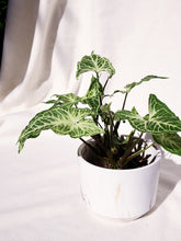 Load image into Gallery viewer, SYNGONIUM BATIK IN MINI CLASSIC
