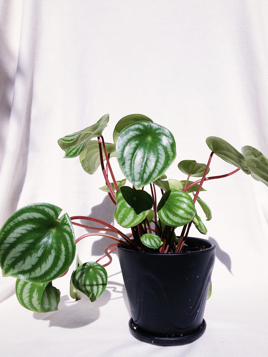 PEPEROMIA WATERMELON IN BLACK CERAMIC POT