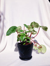 Load image into Gallery viewer, PEPEROMIA WATERMELON IN BLACK CERAMIC POT
