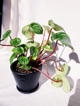 Load image into Gallery viewer, PEPEROMIA WATERMELON IN BLACK CERAMIC POT
