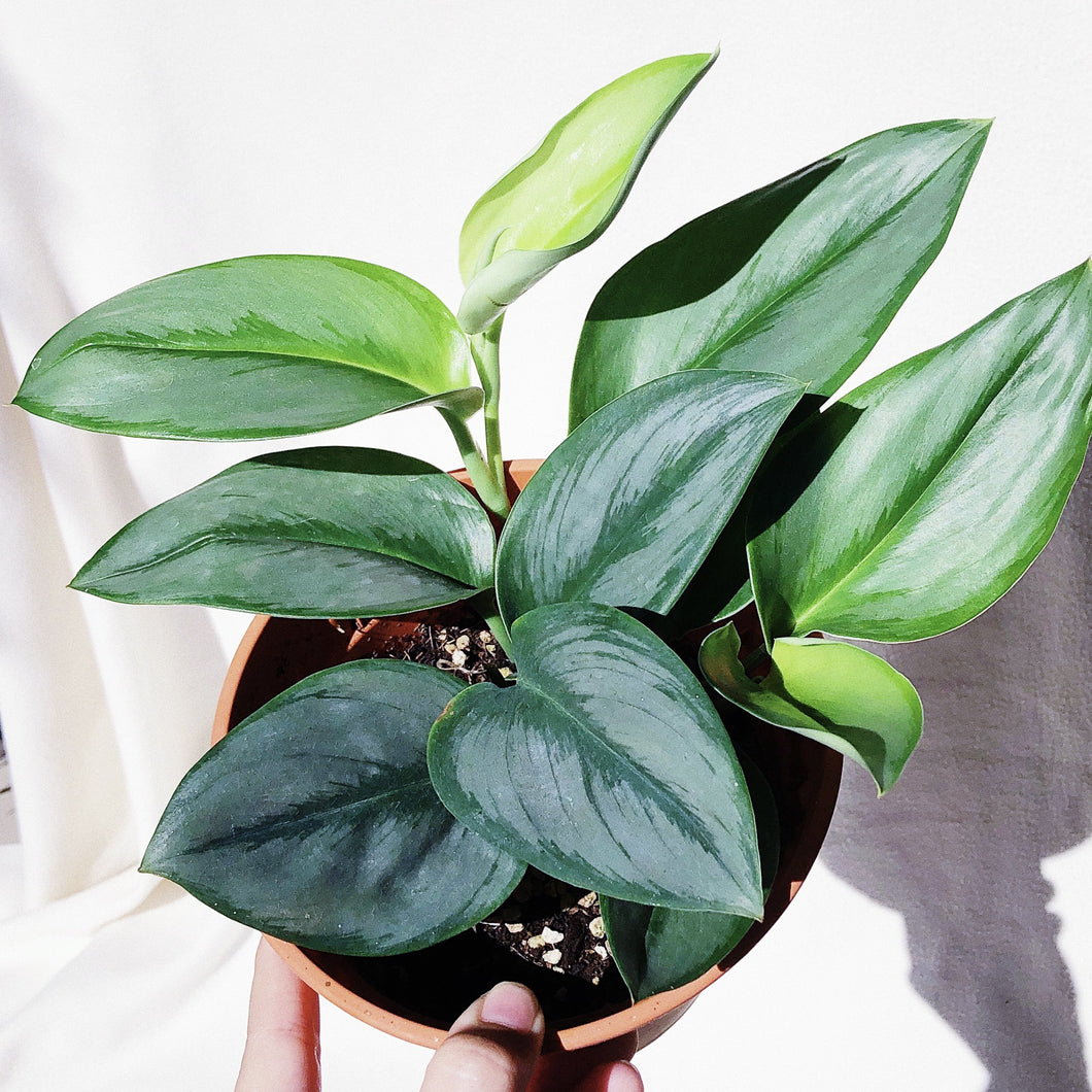 SCINDAPSUS TREUBII MOONLIGHT