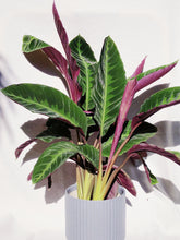 Load image into Gallery viewer, CALATHEA WARSEWICZII
