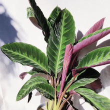 Load image into Gallery viewer, CALATHEA WARSEWICZII
