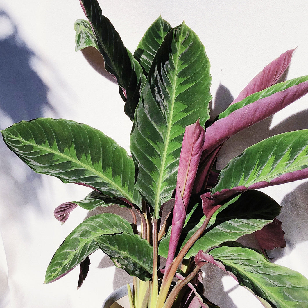 CALATHEA WARSEWICZII