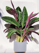 Load image into Gallery viewer, CALATHEA WARSEWICZII

