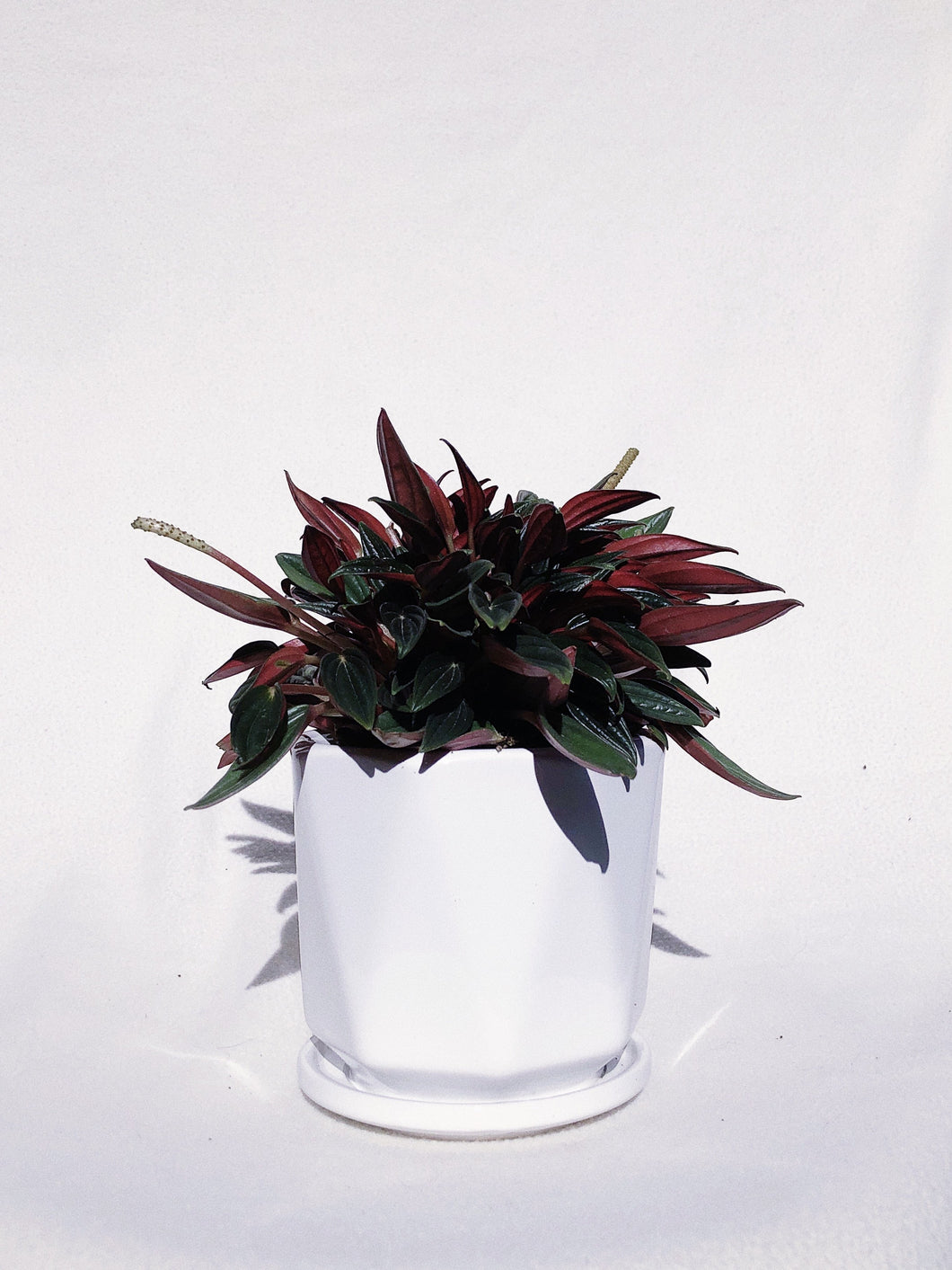 PEPEROMIA ROSSO IN AMBER