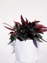 Load image into Gallery viewer, PEPEROMIA ROSSO IN AMBER
