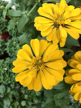 Load image into Gallery viewer, ZINNIAS MINI DAISY

