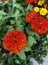 Load image into Gallery viewer, ZINNIAS MINI DAISY

