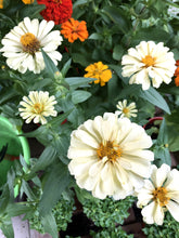 Load image into Gallery viewer, ZINNIAS MINI DAISY
