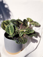 Load image into Gallery viewer, MARANTA IN SURYA
