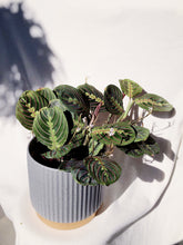 Load image into Gallery viewer, MARANTA IN SURYA
