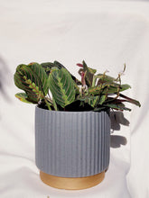Load image into Gallery viewer, MARANTA IN SURYA
