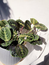 Load image into Gallery viewer, MARANTA IN SURYA
