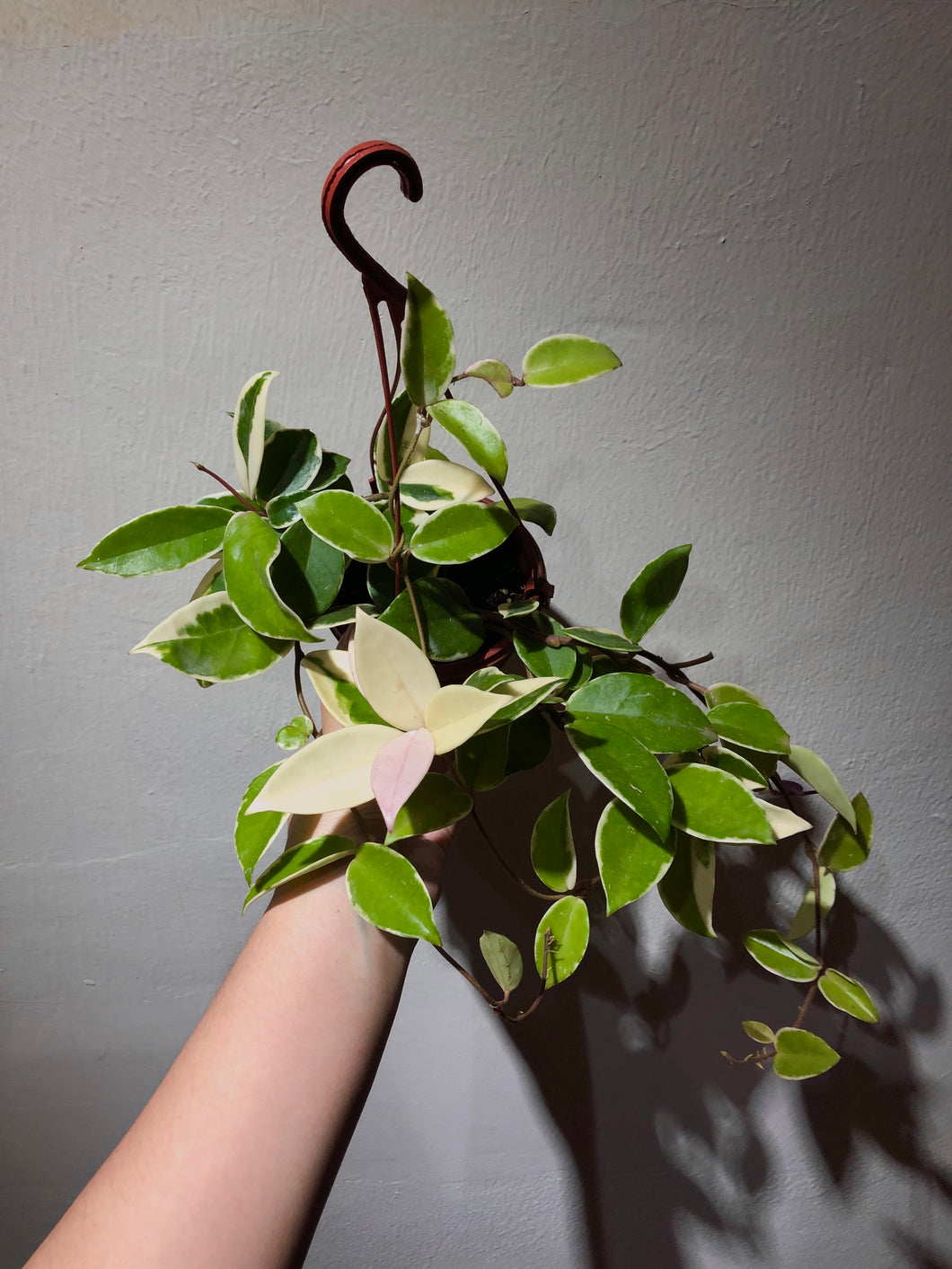 PORCELAINFLOWER HOYA CARNOSA (KRIMSON QUEEN)