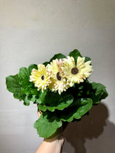Load image into Gallery viewer, GERBERA DAISY
