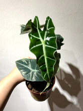 Load image into Gallery viewer, ALOCASIA POLLY

