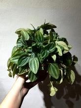 Load image into Gallery viewer, PEPEROMIA VERSCHAFFELTII

