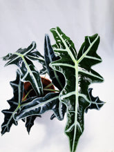 Load image into Gallery viewer, ALOCASIA NOBILIS
