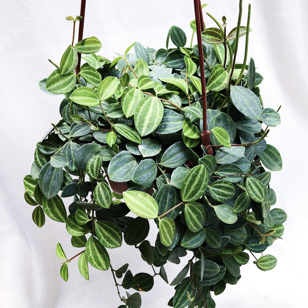 DISCHIDIA OVATA