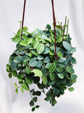 Load image into Gallery viewer, DISCHIDIA OVATA

