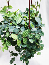 Load image into Gallery viewer, DISCHIDIA OVATA
