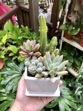 Load image into Gallery viewer, Cactus &amp; Succulent Arrangement
