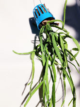 Load image into Gallery viewer, MISTLETOE CACTUS (HANGING)
