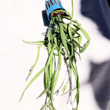 Load image into Gallery viewer, MISTLETOE CACTUS (HANGING)
