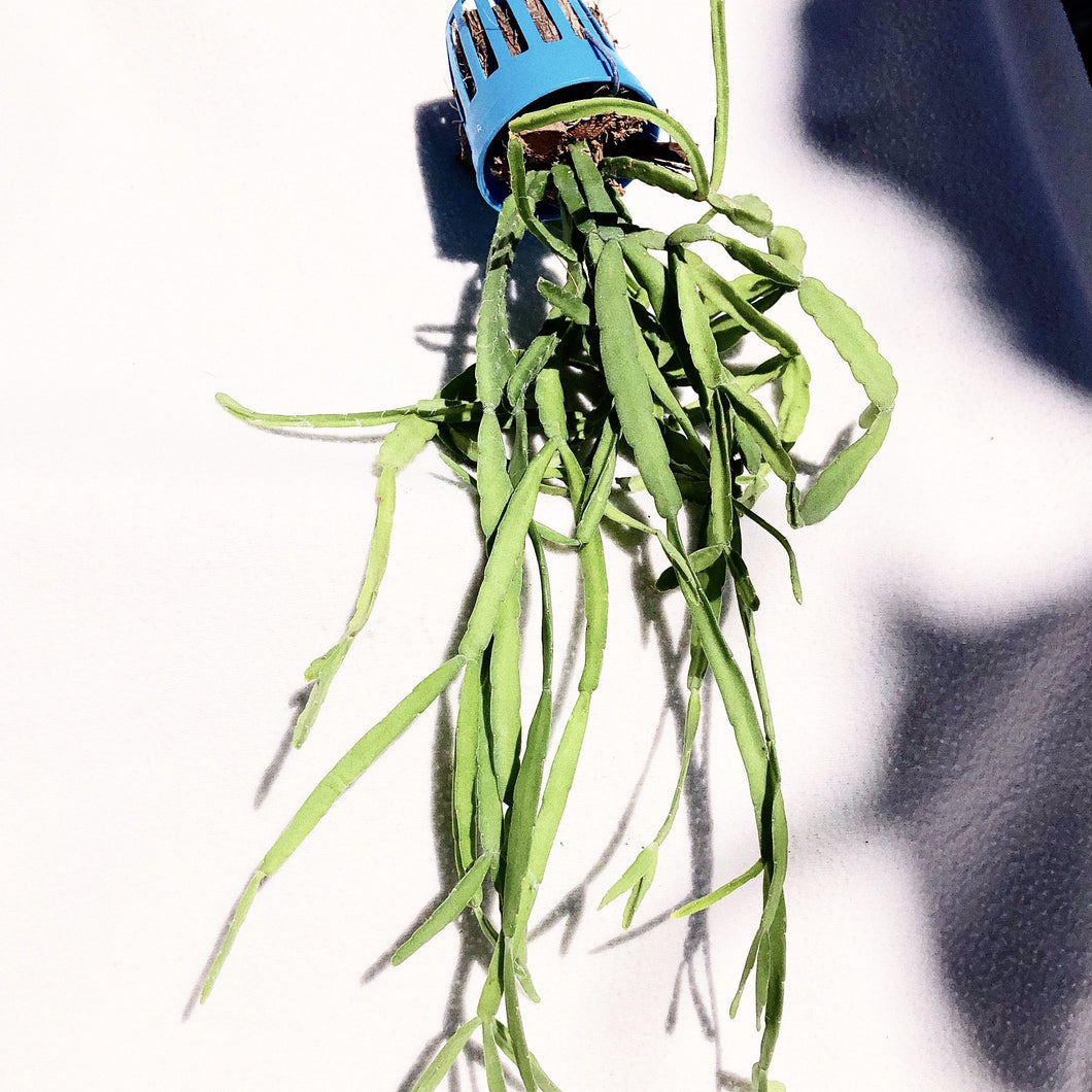 MISTLETOE CACTUS (HANGING)